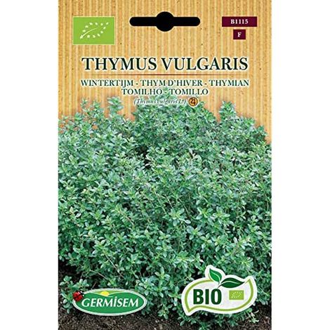 Bio Graines Thym d'hiver THYMUS VULGARIS (1/3)