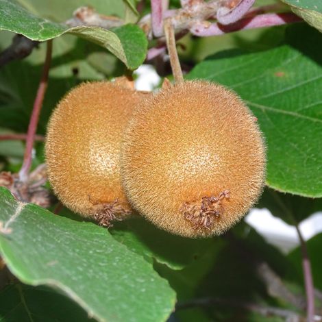 Kiwi Atlas' - Actinidia deliciosa Atlas' 50/60cm