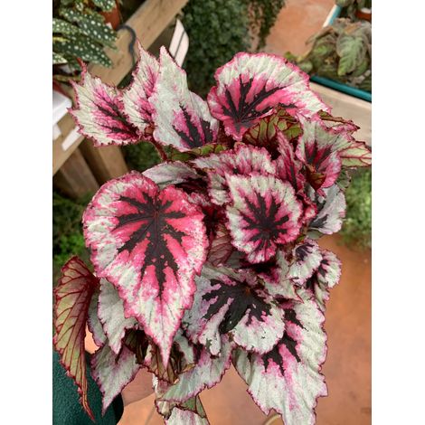 BEGONIA BELEAF COLORI ASSORTITI IN VASO 13CM (1/2)