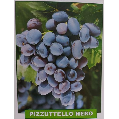 Uva Pizzutello nero - pianta di 3 anni