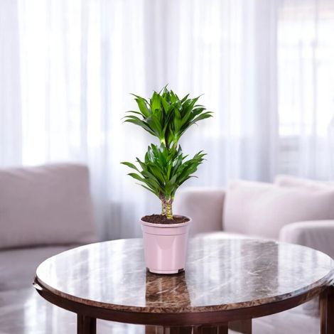 Gardenaria Dracaena fragrans 'Compacta' - Pianta da interno ornamentale - Altezza: 80 cm (vaso 19)
