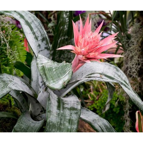 1 PIANTA DI AECHMEA FASCIATA PRIMERA VASO 15CM da interno