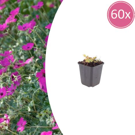 Lot de 60 Géraniums Sanguins 'Max Frei' Couvre-sol Compact Rouge Carmin 10-25 cm Pot Ø 9 cm - PANGIVO (1/5)