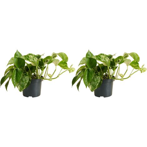 Bloomique - Lot de 2 - Epipremnum Marble Queen - Plante suspendue - Convient également comme plante grimpante - Plante d'intérieur - Purificateur d'air - Facile d'entretien - Hauteur 15-20 cm - Pot 12