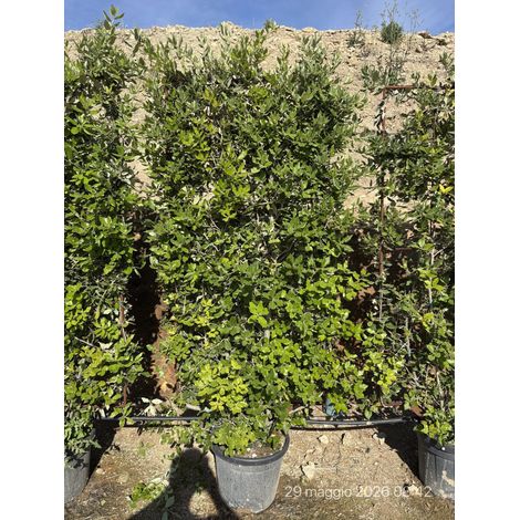 QUERCUS ILEX SPALL.40 (L.75 - H.160)
