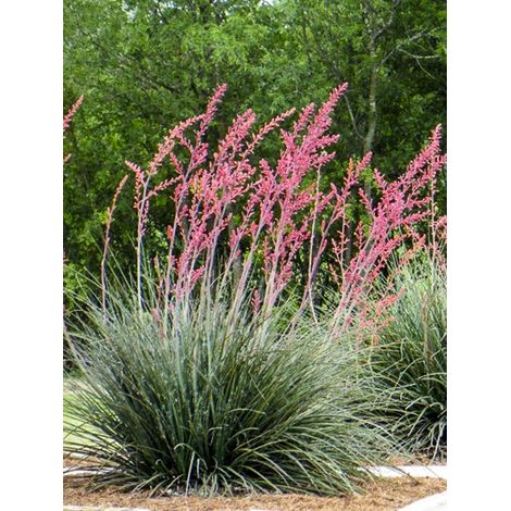 Yucca à fleurs rouges Pot de 7,5L/10L