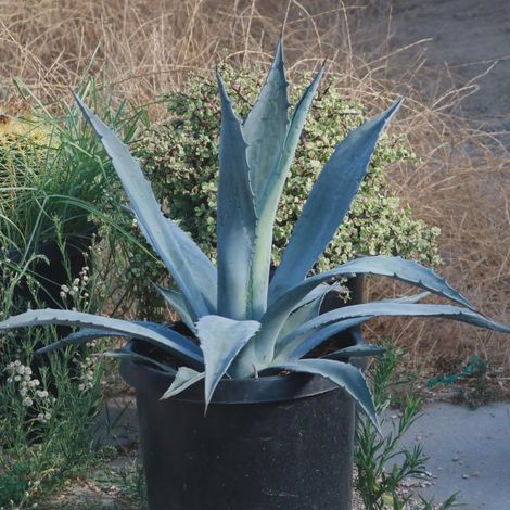 agave americana (century plant) 1 plant/pianta medium