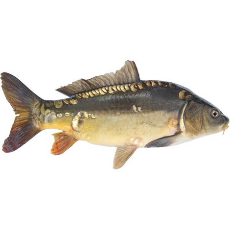 Autocollant Poisson Miroir Carpe 100cm Droite Véritable Autocollant Poisson Miroir Carpe Pêche Autocollant Carpe (1/5)
