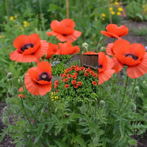 Pavot orientale Beauty of Livermere/Godet - 5/20 cm