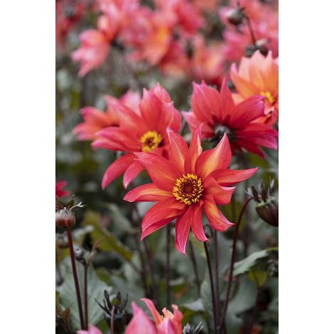 Dahlia Waltzing Mathilda  1 pièce  tubercules de dahlia (1/2)