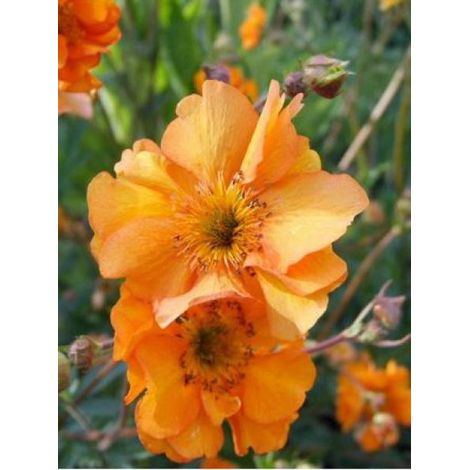 Benoite 'Fireball' Godet de 8/9 cm (1/5)