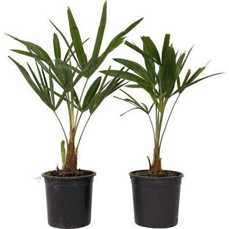 Plante en boîte - Trachycarpus Fortunei - Lot de 2 - Palmier éventail asiatique rustique - Pot de 15 cm - Hauteur 35-45 cm (1/5)