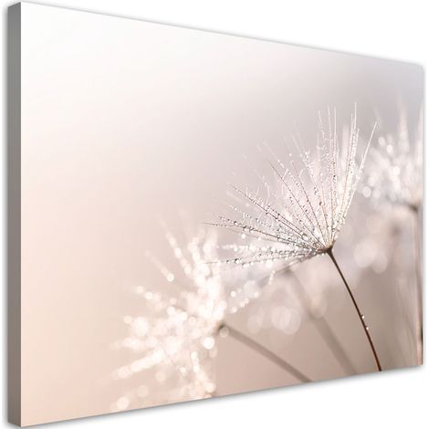 Image sur Toile, Pissenlits plantes rosée nature,30x20 (1/4)
