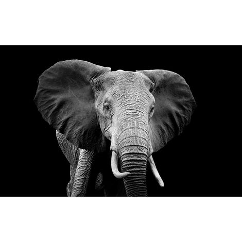 Tableau Elephant du Botswana - 80x50cm - made in France (1/5)
