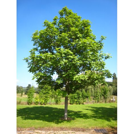 Frassino comune "Fraxinus excelsior" pianta a cespuglio in mastello 50 cm h. 120/140 cm cfr. tronco 24/26 cm