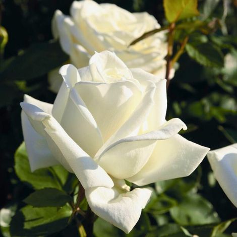 Gardenaria Rosa 'Stella Polare' - Rosa da giardino - Altezza: 40/50 cm (vaso20) (1/3)