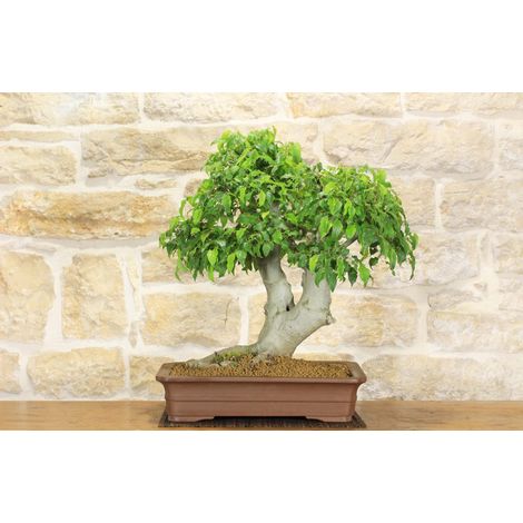 Bonsai di Bagolaro (13) (1/5)