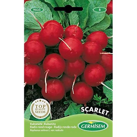 graines Radis rond rouge SCARLET (1/2)