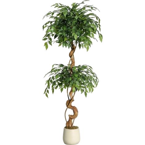 Figuier, Design naturaliste, Entretien facile, 5FT (1/2)