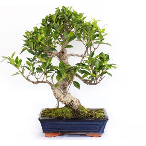 Bonsai Ficus Microcarpa - Bonsai Ficus Retusa - H 40-50 cm Vaso Ø 25 cm (1/4)