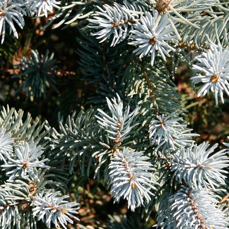 Abete blu pino argentato "Picea pungens glauca globosa" pianta in vaso ø24 cm