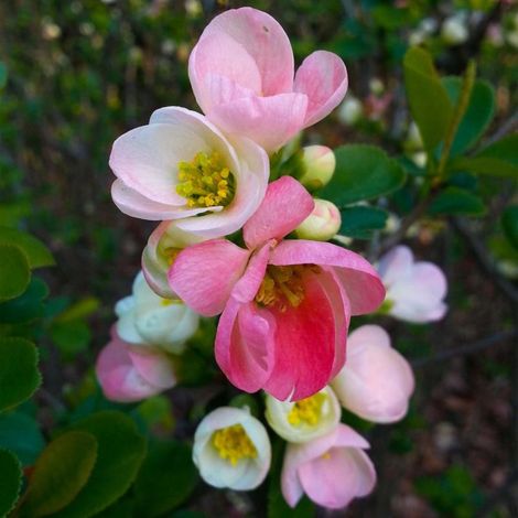Pépinières Naudet – Cognassier du Japon 'Flocon Rose' – Floraison printanière rose et blanche – Fruits non-comestibles – Plante rustique pour massifs et haies (1/5)