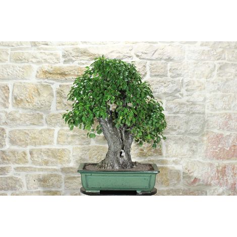 Bonsai di Ciliegio Selvatico (171)