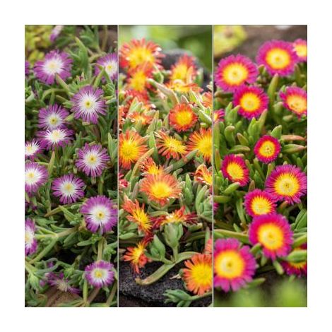 Lot de 6 plantes vivaces delosperma wheel of wonder – Couleurs violet, rouge et rose – Floraison jusqu'en septembre – Fabre Graines