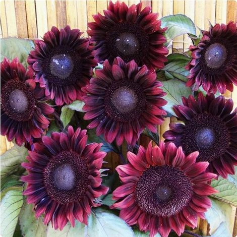 500 graines de tournesol Black Velvet