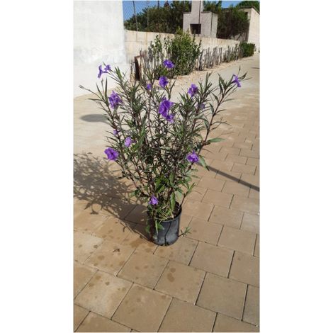 Ruellia Mexicana