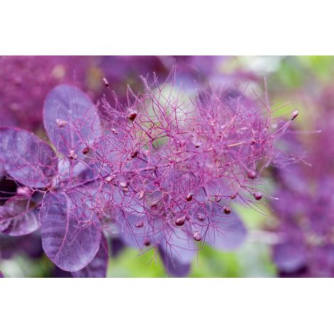 Roter Perückenstrauch 'Royal Purple' Cotinus coggygria 'Royal Purple' Sta C 7,5 Krone mehrj. Sth. 70- (1/5)