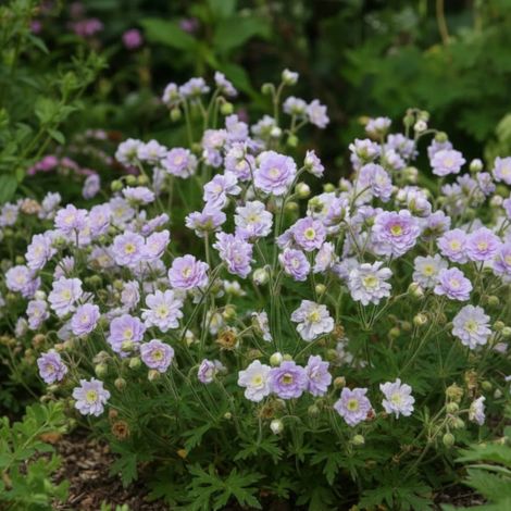 Géranium vivace des près Summer Skies/Godet - 5/20 cm