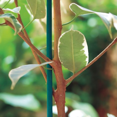 PACK 25 TUTORES DE TIRAS DE CAÑA SPLIT BAMBOO 0.6 M VERDE NORTENE