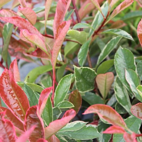 Photinia Pink Marble® 'Casini'/Pot de 15L - 100/120 cm (1/4)
