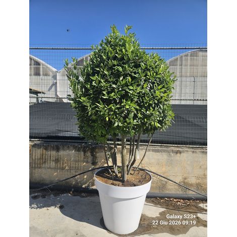 LAURUS NOBILIS (ALLORO) MULTITRONCO VASO 80 H.200/220 CON VASO BIANCO (1/3)
