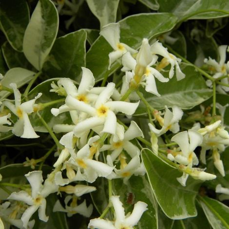 Jasmin étoilé Variegata/Pot de 3L - Echelle bambou 60/120 cm (1/3)