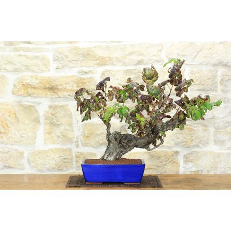 Bonsai di Vite (108)