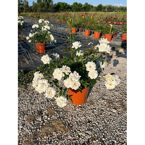 Rosa Iceberg Pot 24 cm Buisson Floribunda pour Plein Soleil (1/5)