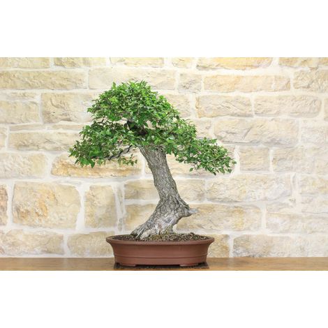 Bonsai di Olmo Campestre (43) (1/5)