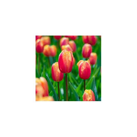 bulbi di TULIPANI LAMBADA 11/12