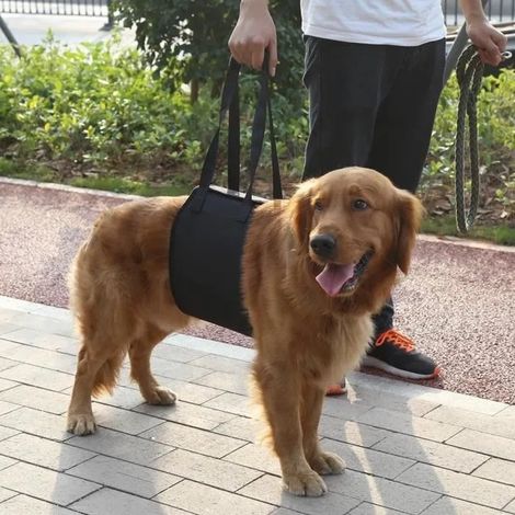ZHA Support de chien Harnais de rééducation de levage et d'assistance pour chien noir avec poignée pour aide canine (XL) (1/4)