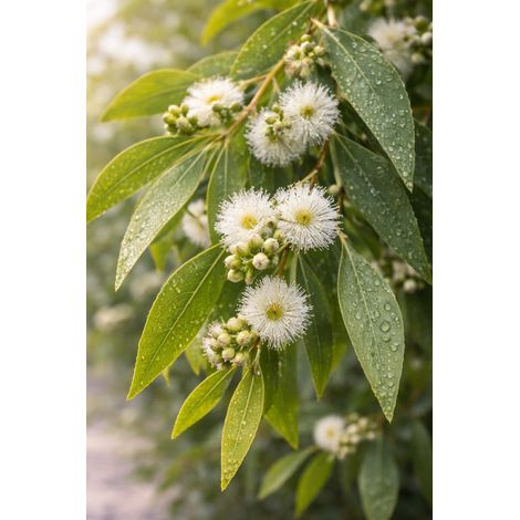 Olio essenziale di eucalipto radiata