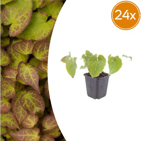 Epimedium perralchicum 'Frohnleiten' Lot de 24 Plantes Couvre-sol Persistant Fleurs Jaunes Ø9cm - PANGIVO (1/5)