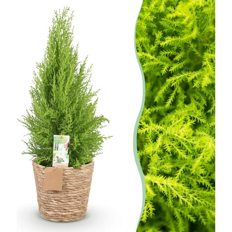 Cupressus Gold Crest Wilma - Conifère d'intérieur avec Panier - Vert - 85-95 cm - Pot Ø 21 cm - PANGIVO (1/5)