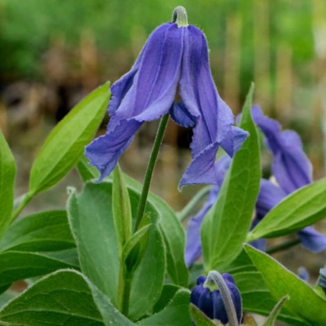 4 x Clematis int. 'Blue Ribbons' - godet 9x9 cm (1/5)
