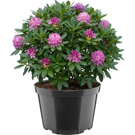 Garronda Blumentopf rund Kunststoff Ø27 x 17,5 cm (7,5L) mit Drainagelöchern Pflanztopf robustes PP Pflanzgefäß für Garten Gewächshaus Balkon Anzucht Innen Außenbereich Schwarz GD-0202 (1/2)