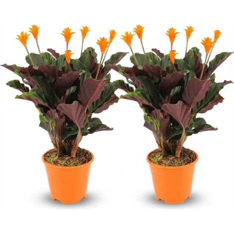 Calathea Crocata Lot de 2 Plantes d'Intérieur à Fleurs Oranges Ø 14 cm Hauteur 40-45 cm - PANGIVO (1/4)
