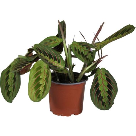 Maranta Leuconeura Fascinator - Plante de Prière d'Intérieur - Ø12 cm - Hauteur 30 cm - PANGIVO (1/4)