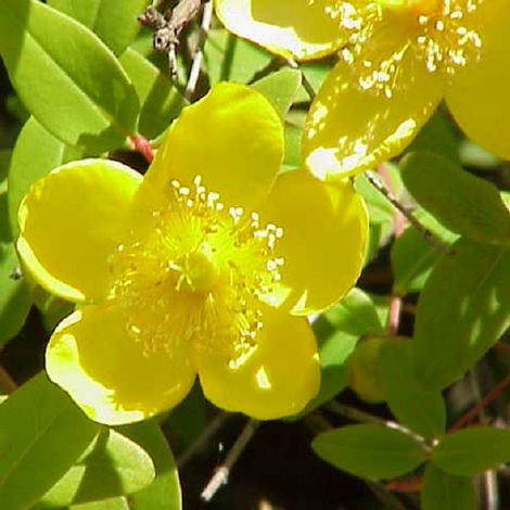 Millepertuis moserianum - Hypericum moserianum  - 30-40 cm pot