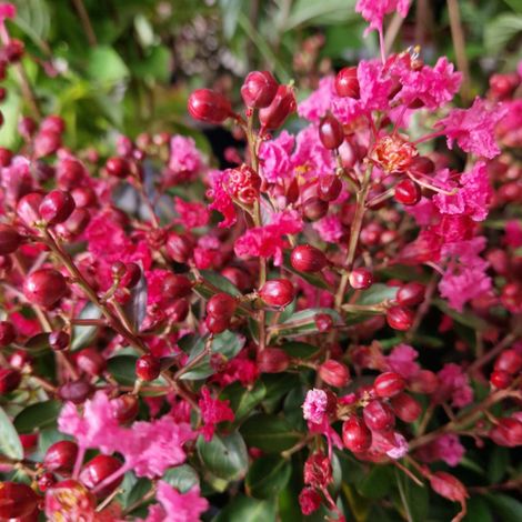 Lilas des Indes Petite Red, Lagerstroemia/Pot de 3L - 40/60 cm (1/3)